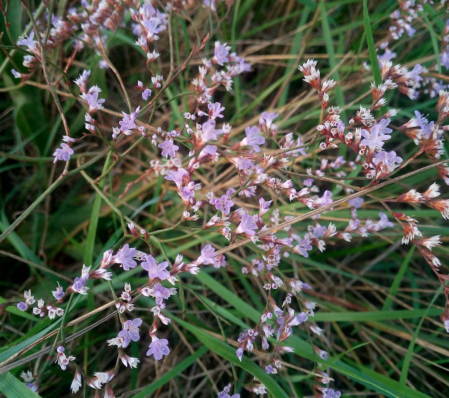 Limonium-serotinum,-Cervia,-Saline-(1)