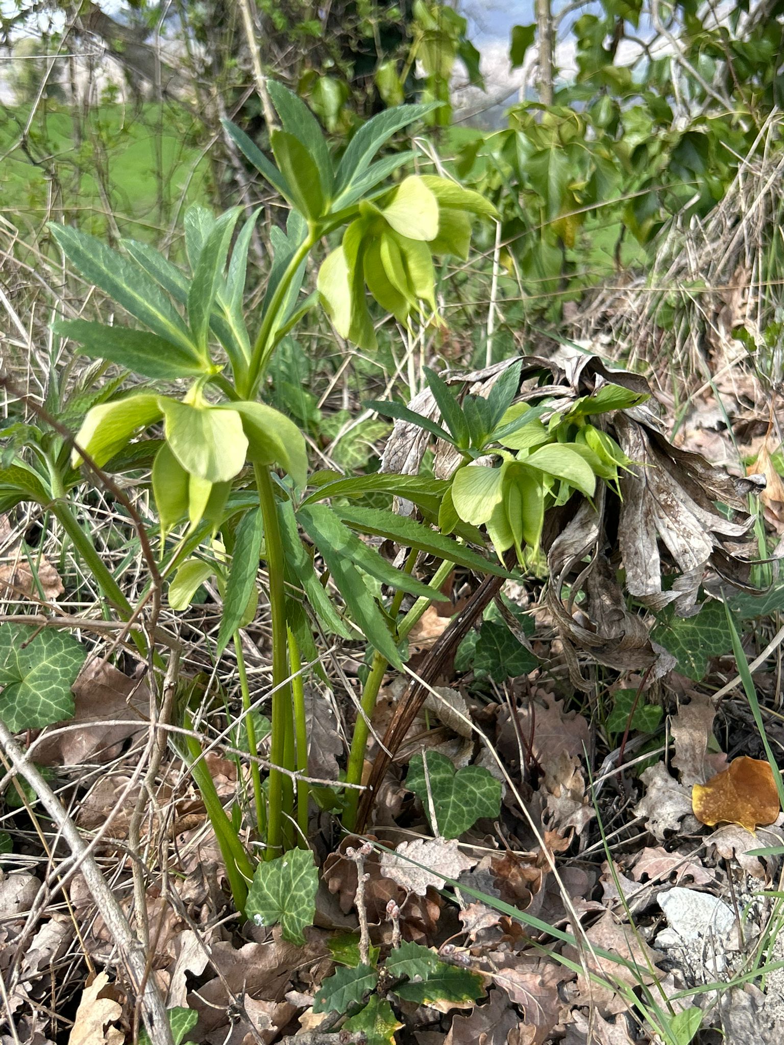 WhatsApp Image 2026-03-15 at 19.15.14 (4)