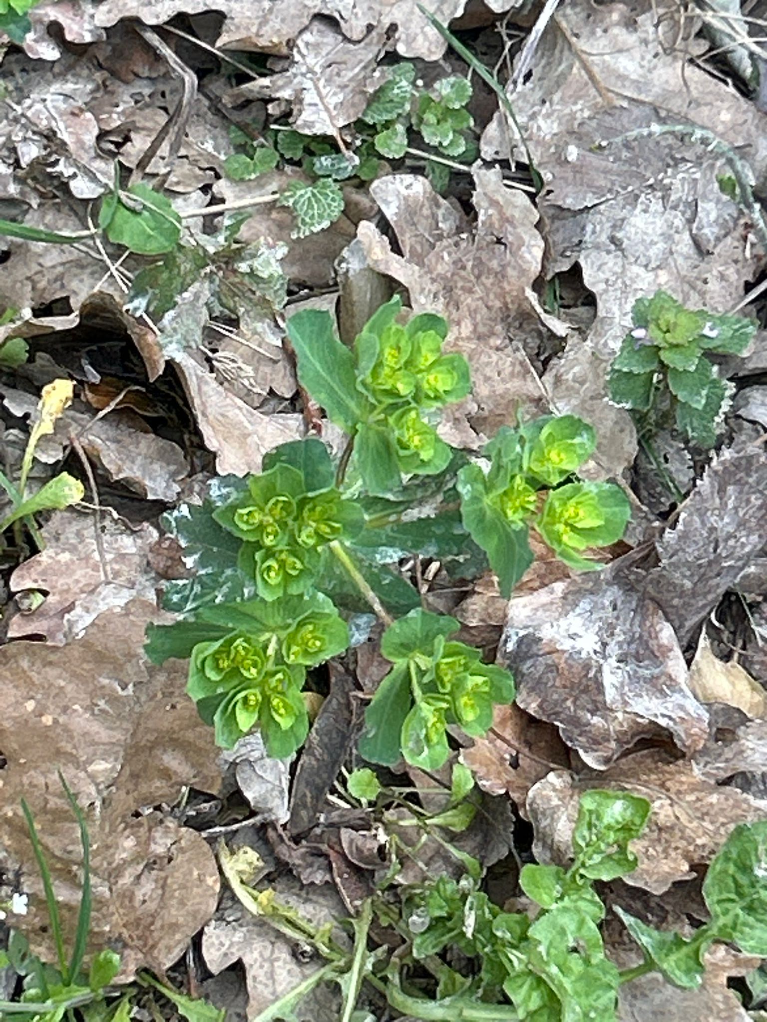 WhatsApp Image 2026-03-16 at 08.11.11